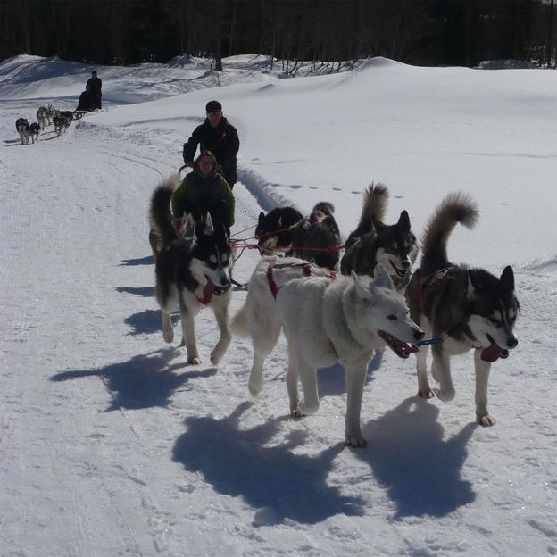 husky abenteuer 1 person im wallis