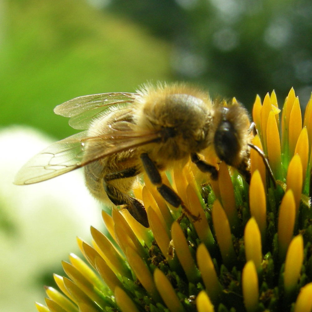 Bienen Pflegepatenschaft Schweiz